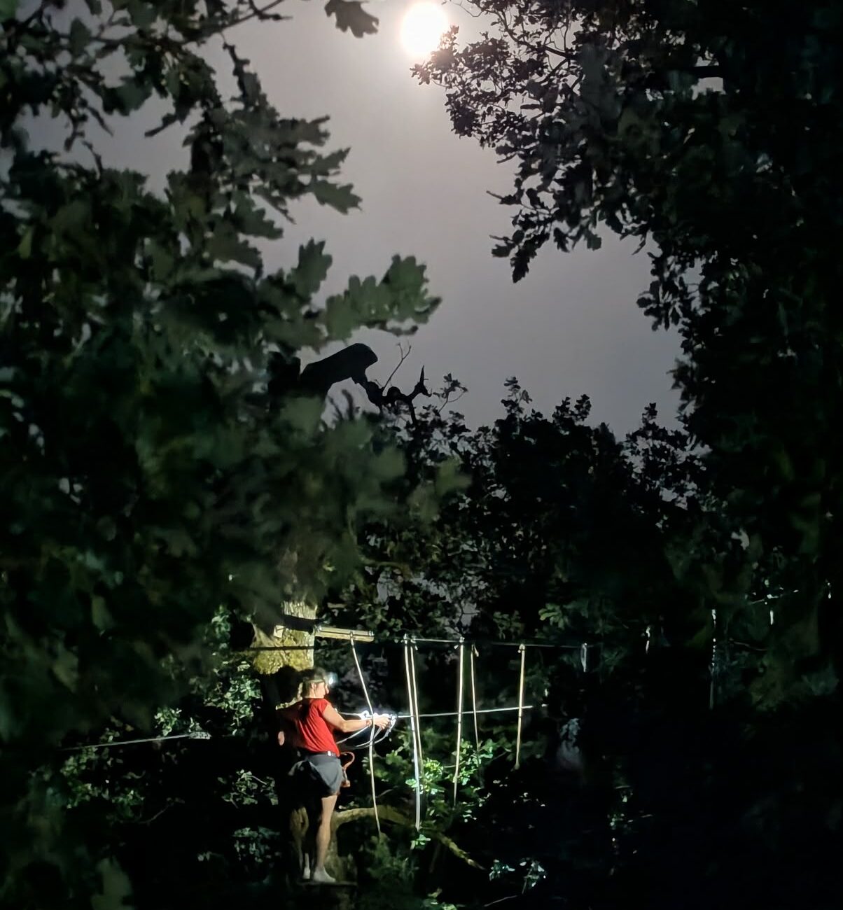 Accrobranche nocturne à La Canopée dentelée